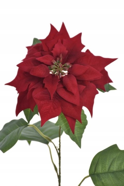 PAN KWIATEK - Poinsettia SZTUCZNA GWIAZDA BELTEJEMSKA CZERWONA ŁODYGA RED