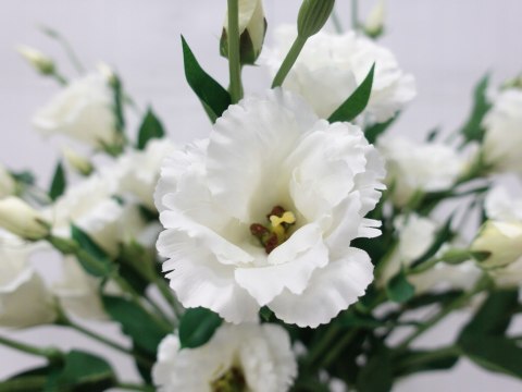 PAN KWIATEK- EUSTOMA SZTUCZNA KRÓLEWSKA BIAŁA KWIATY SZTUCZNE PREMIUM 85cm