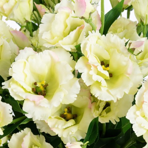 PAN KWIATEK- KWIATY SZTUCZNE EUSTOMA KWIATY DEKORACYJNE PREMIUM 85 cm